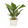 Coupon 🥰 Coastal Faux Foliage Artificial Plant by Monroe Lane 👏