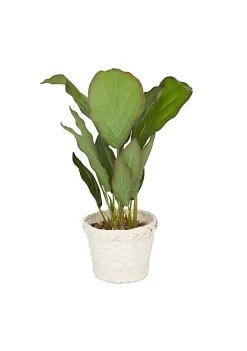 Coupon 🥰 Coastal Faux Foliage Artificial Plant by Monroe Lane 👏 -Monroe Lane Sales Belk 32156