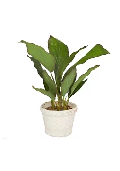 Coupon 🥰 Coastal Faux Foliage Artificial Plant by Monroe Lane 👏 -Monroe Lane Sales Belk 32157